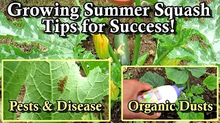 How to Grow Squash and Zucchini: Pest Management, Pollination, and Other Tips for Success