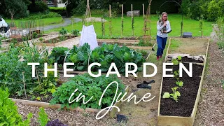 The Garden in June 🌱 Polycrub progress, Wasp nest, Sleeper wall, and New Bed in the Veg Patch