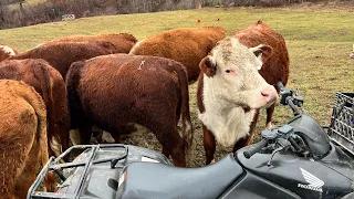 Happy, Hungry cows on a Sunday!