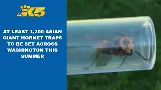 Crews to set at least 1,200 Asian giant hornet traps across Washington this summer