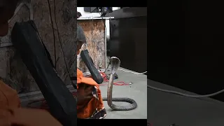 black cobra hd || The snake attacked the man