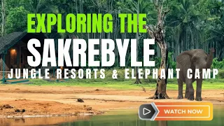 Sakrebyle Elephant Camp | Jungle Resorts | Must Visit Place in Shimoga | Sakrebail | Shivamogga