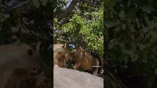 Kings Welcome! Lioness Greet their Dominant male Lion Snyggve at Serengeti