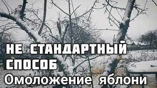 НЕСТАНДАРТНЫЙ СПОСОБ. Омоложение старой Яблони