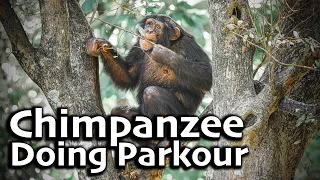 Chimpanzee Does Parkour and Explores | Myrtle Beach Safari