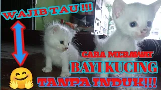 Cara merawat bayi kucing tanpa induknya