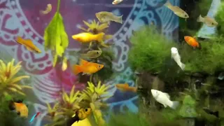 ADHD Aquatics Update and Feeding Time