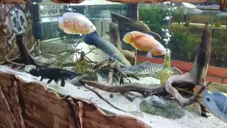 Black gar, arapaima leptosoma, crenicichla feeding time