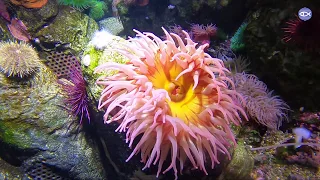 Virtual Visit: Sea Anemone Feeding!