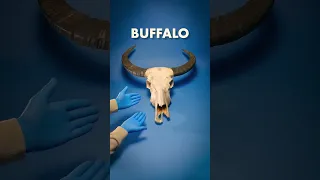 I Was Wrong About Buffalo