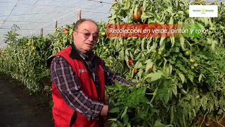 Vende a los primeros cortes con la variedad de tomate extra-grande Trabuco - RAMIRO ARNEDO