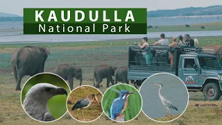 Kaudulla National Park | Sri Lanka