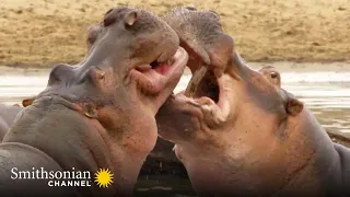 The Beach Master Hippo Battles His Hungry, Hungry Rival 🦛 Tales from Zambia | Smithsonian Channel