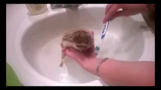 GISHWHES #75: Hedgehog Spa