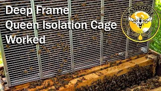 Queen Isolation Cage Follow-Up, did it work to keep a swarm from absconding? Queen Cage that works.