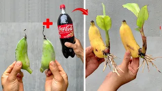 SUPER SPECIAL TECHNIQUE for propagating bananas with coca-cola, super fast growth