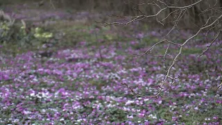 В Ставропольском ботаническом саду в первый день весны рассказали о первоцветах