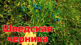 Сбор ягод в Швеции. Черника. Сколько я соберу черники за 1 час.