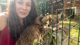 Реакция РЫСИ Ханны на своего котёнка / Барханные кошки хотят ласки