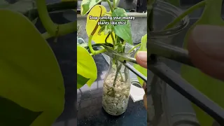 WRONG DECISIONS!!! ❌❌ #shorts #plants #youtubeshorts #viral #trending #animals #pets