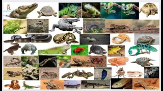 Reptile Name| Exploring the Fascinating World of [Reptile Name] - Species Spotlight #kids #animals