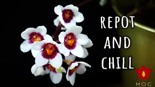 Sarcochilus Orchid Repot and Chill