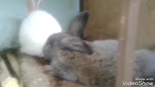 Паралич конечностей  у кролика