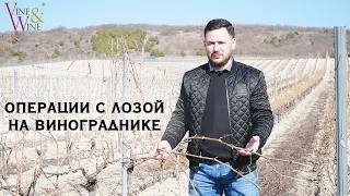 Операции с лозой на винограднике / Operations with the vines in the vineyard