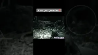 Längst ausgestorbene Tiere die Live gesichtet wurden 😳