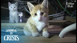 Mother Cat Sacrifices Herself To Feed Her Kittens Trapped In A Ceiling | Animal in Crisis EP141