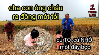 287.NGhe nhỏ bạn nói làm THẺ XANH cần có 30 vạn _MÓT TỎI đem về Làm tỏi ngâm giấm đường phèn.