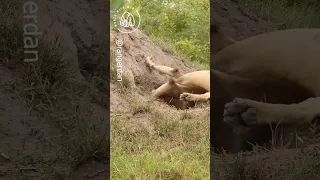 Lions Dig Warthogs Out From Den 🦁🦁World Wild Web #wildlife #shorts