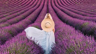 The most beautiful lavender flowers gardens enjoy the beauty of nature