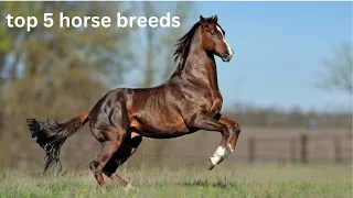 Unveiling the Top 5 Horse Breeds: A Guide to Elegance, Strength, and Unparalleled Beauty #horse