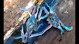 INDO TALES - EPISODE 22 Releasing sea turtles, catching and cooking blue crab