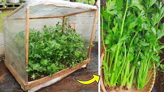 great idea |growing celery plants in a mini greenhouse