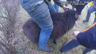 Officers Chase After Ram on the Run