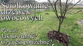 Ściółkowanie drzew owocowych  Po co, jak i czy trzeba to robić?