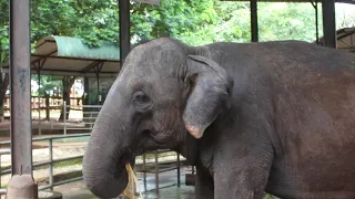 Слоновий питомник#слоновий питомник пиннавела#Шри-Ланка
