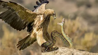 King Eagle Attacks Snake