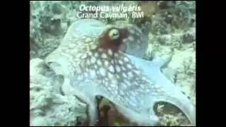 Wow! Amazing Octopus Camouflage!