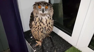 A night shower of Yoll the eagle-owl. A wet owl