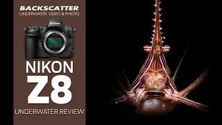 Nikon Z8 Underwater Camera Review #nikonz8 #underwaterphotography #camerareview