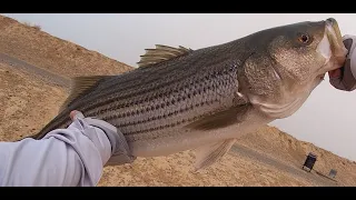 CA Aqueduct fishing GIANT 34in STRIPED BASS!!! NEW PB HUGE blowup on Topwater