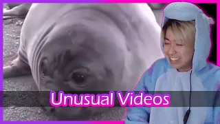 bdn Watches #72: Unusual Videos - Unusual Memes Compilation v109