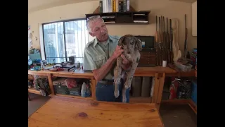 Catahoula puppies