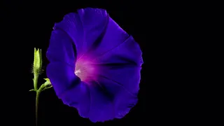 HEALING FLOWERS | MEDITATION BINAURAL BEATS | ANGEL NUMBERS & 12 CHAKRA POSITIONS FREQUENCIES ➕⚡️