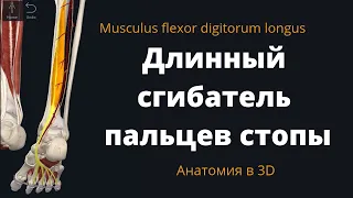 Длинный сгибатель пальцев стопы. Flexor digitorum longus. 3D анатомия.