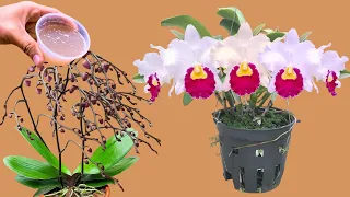 Just 1 bowl! All orchids bloom easily all year round