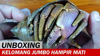 UNBOXING! Paket Kelomang Jumbo "Hampir M4TI" | Unboxing | Crabpedia